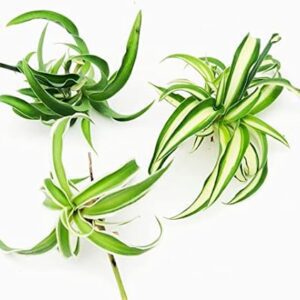 Spider Plant Trio Cuttings Collection