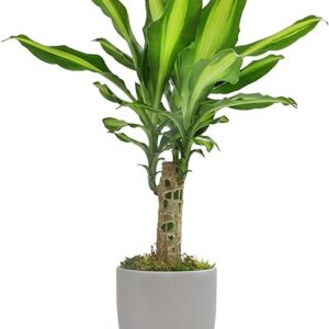 'Sunrise' Corn Dracaena Live Plant Decor