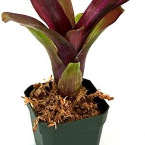 'Zoe' Bromeliad Neoregelia - 5 words